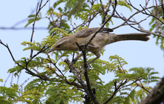 Campylorhynchus turdinus