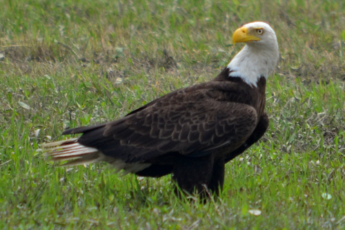 Bald Eagle photographed in Louisiana