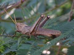 Schistocerca camerata