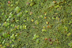 Wolffia brasiliensis