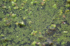 Wolffia brasiliensis