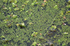 Wolffia brasiliensis