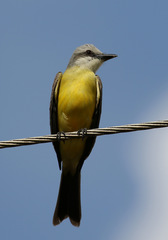 Tyrannus albogularis