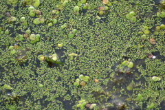 Wolffia brasiliensis