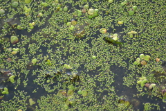 Wolffia brasiliensis