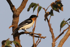White-Rumped Tanager photo 3