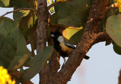 Charitospiza eucosma