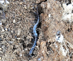 Arthrorhabdus pygmaeus