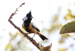 Charitospiza eucosma