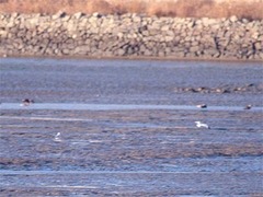 Ichthyaetus relictus