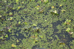 Wolffia brasiliensis