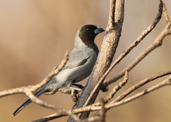 Schistochlamys melanopis