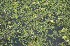 Wolffia brasiliensis