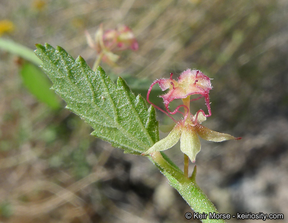 Ayenia compacta
