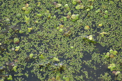 Wolffia brasiliensis