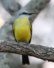 Tyrannus albogularis