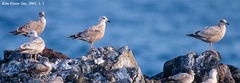 Larus argentatus vegae