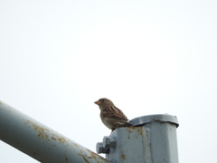 Passer domesticus