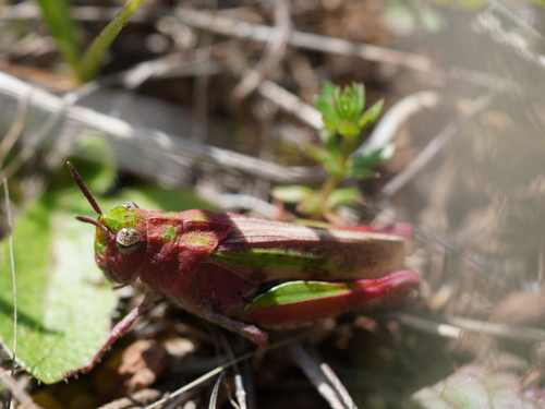 iNaturalist observation photo of Painted Meadow Grasshopper