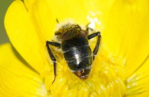 iNaturalist observation photo of Mining Bees
