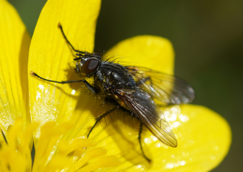 iNaturalist observation photo of Root-maggot Flies