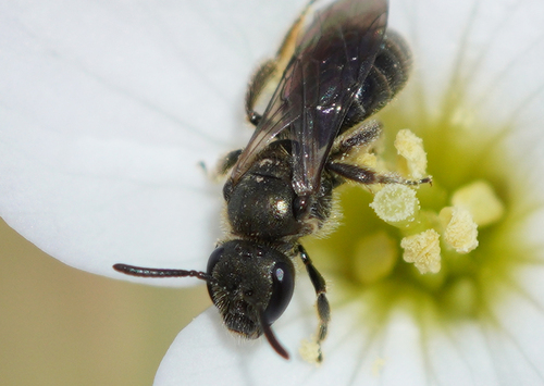 iNaturalist observation photo of Metallic Sweat Bees
