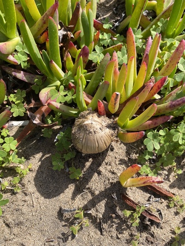 Beach Brittlestem