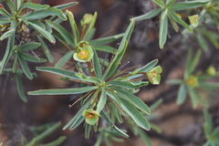 Euphorbia loricata
