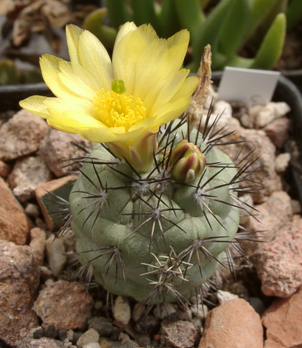 Ortegocactus
