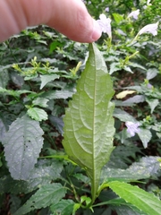 Strobilanthes flexicaulis