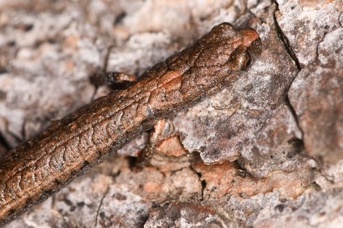 Gregarious Slender Salamander, Batrachoseps gregarius