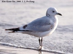 Ichthyaetus relictus