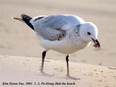 Ichthyaetus relictus