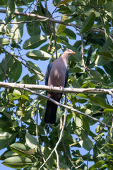 Seram Mountain-Pigeon photo 1