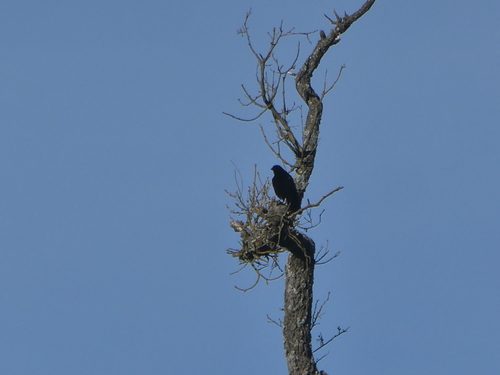 iNaturalist observation photo of American Crow