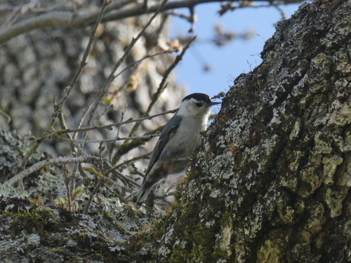 iNaturalist observation photo of White-breasted Nuthatch