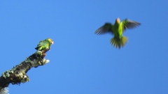 Mustard-Capped Lorikeet photo 3