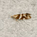Eidophasia vanella - Photo (c) Libby &amp; Rick Avis, some rights reserved (CC BY-NC), uploaded by Libby &amp; Rick Avis