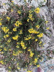 Ericameria cuneata cuneata