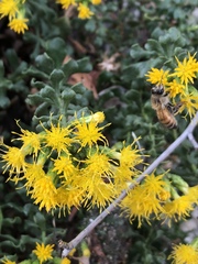 Ericameria cuneata cuneata