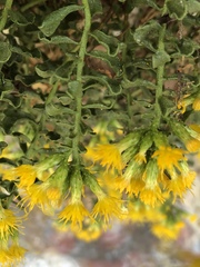 Ericameria cuneata cuneata