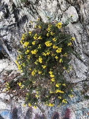 Ericameria cuneata cuneata