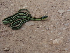 Thamnophis pulchrilatus