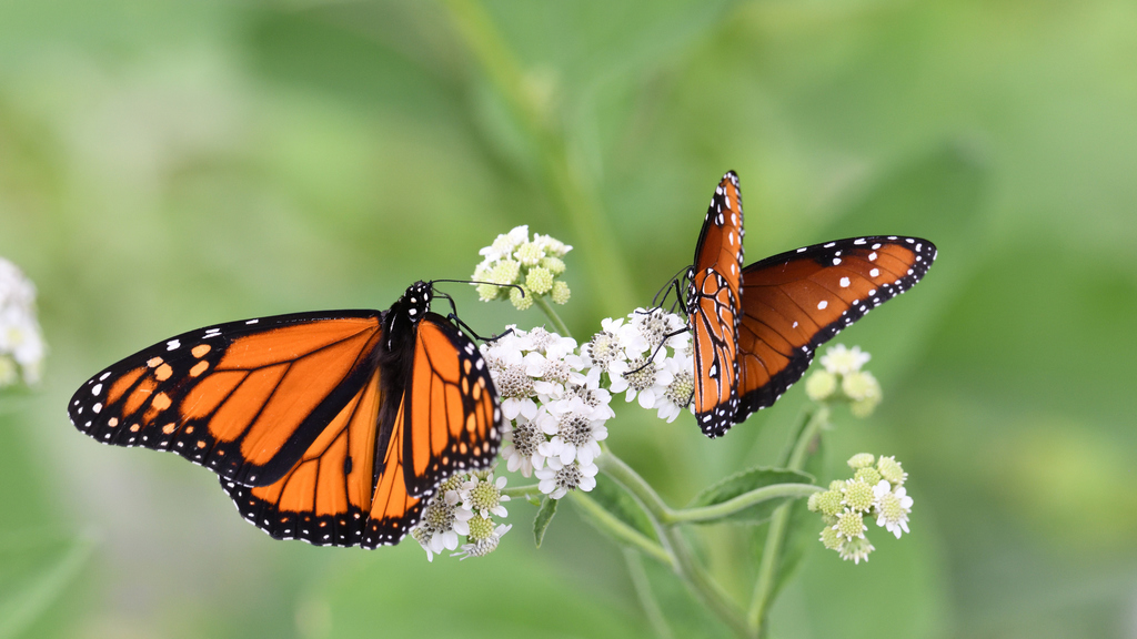 Tiger Milkweed Butterflies