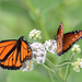 Tiger Milkweed Butterflies - Photo (c) Roberto González, some rights reserved (CC BY-NC), uploaded by Roberto González