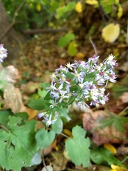 Symphyotrichum cordifolium
