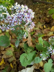 Symphyotrichum cordifolium