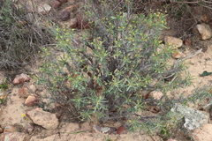 Euphorbia loricata