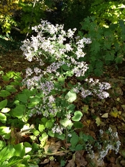 Symphyotrichum cordifolium