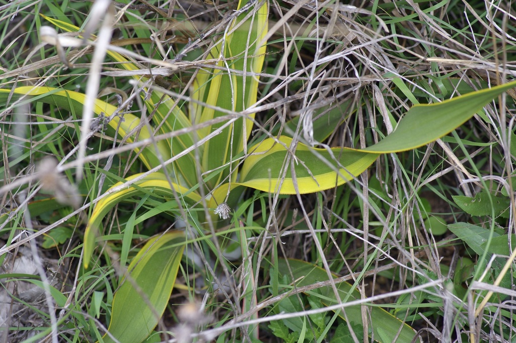 Yucca rupicola, Texas, US